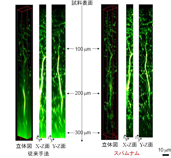 マウスの脳組織の神経細胞の深部観察画像の図