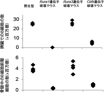 B細胞前駆細胞の遺伝子欠損によるB細胞分化の障害の図