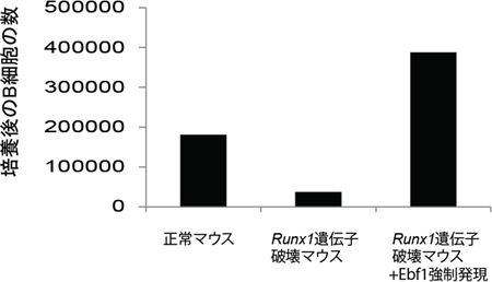 Runx1欠損B前駆細胞でEbf1を人為的に発現させたときのB細胞分化の様子の図