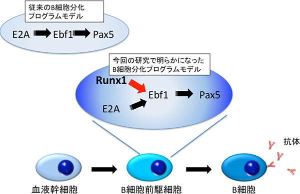 B細胞分化プログラムでのRunx1転写因子の役割の図