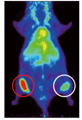 ヒト腫瘍移植マウスにおけるトラスツズマブPETプローブの集積の図