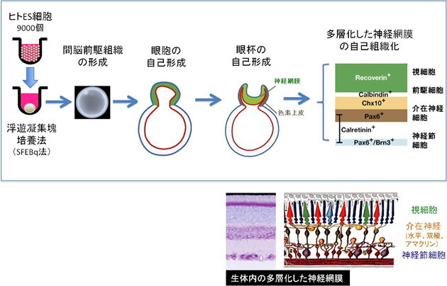 ヒトES細胞からの立体網膜の自己組織化の図