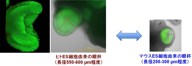 ヒト胎児眼杯と同様の径を有するヒトES細胞由来の眼杯の図