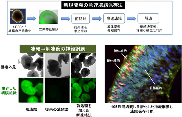 ヒトES細胞由来の立体網膜組織を凍結保存する技術の確立の図