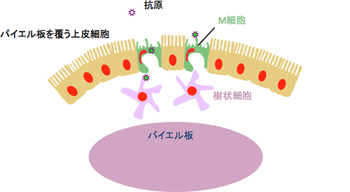 腸管免疫組織を覆う腸管粘膜（腸管上皮細胞）に分布するM細胞の図