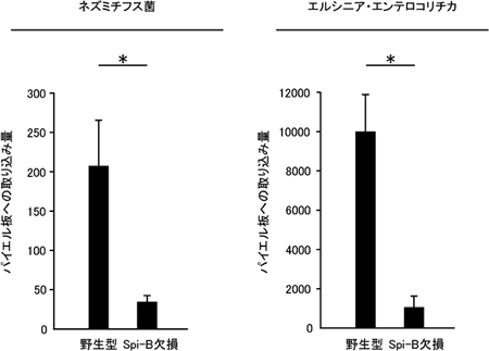 Spi-B欠損マウスにおける抗原取り込みの減少の図