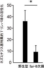 Spi-B欠損マウスにおける腸管免疫応答の阻害の図