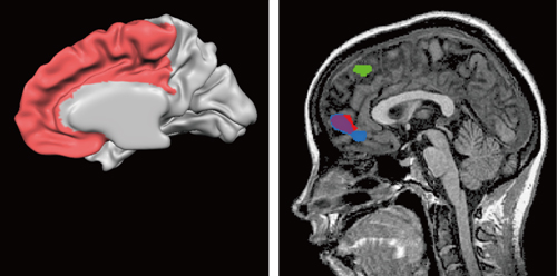 脳を側面から見た断面図（左）と今回の研究の主な脳活動（右）。の図