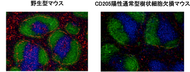 CD205陽性通常型樹状細胞欠損マウスの脾臓（ひぞう）の免疫組織染色の図
