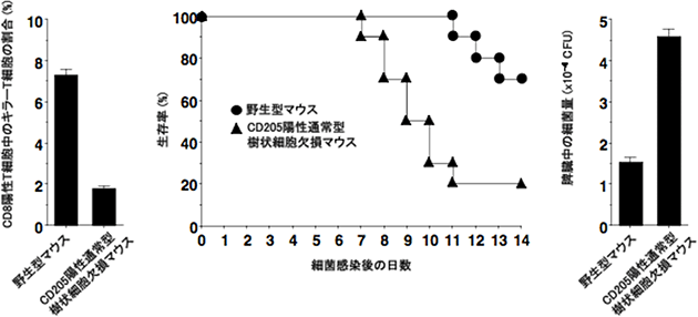 CD205陽性通常型樹状細胞による抗細菌感染応答の誘導の図