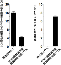 CD205陽性通常型樹状細胞による抗ウイルス感染応答の誘導の図