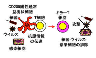 CD205陽性通常型樹状細胞による病原体に対する獲得免疫応答の誘導の図