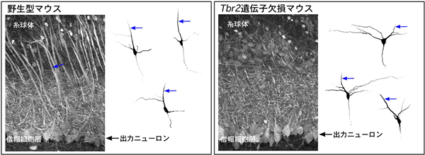 野生型マウスとTbr2遺伝子欠損マウスの出力ニューロン（僧帽細胞）の樹状突起の形態の図