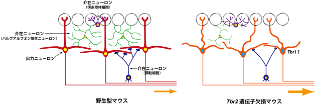 Tbr2遺伝子欠損による嗅球内神経回路の異常の図