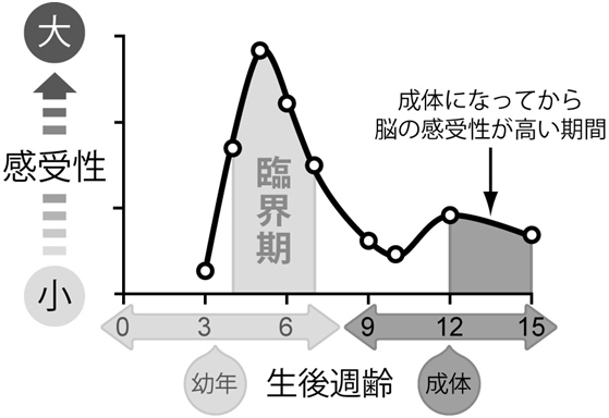 感受性の週齢依存性の図