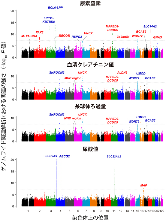 東アジア人集団における腎臓機能に対するゲノムワイド関連解析結果の図