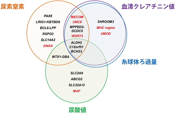 腎臓機能の各指標における遺伝子の関連の図