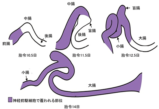 マウス発生過程における腸管神経前駆細胞の移動の図