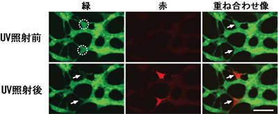 KikumeGRを導入した腸管神経前駆細胞の様子の図