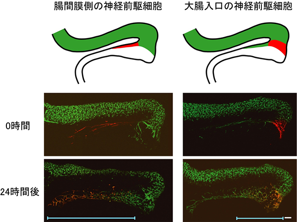 腸間膜側の腸管神経前駆細胞が大腸神経系を構成するの図