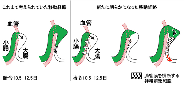 大腸神経系を構成する細胞の移動経路の図