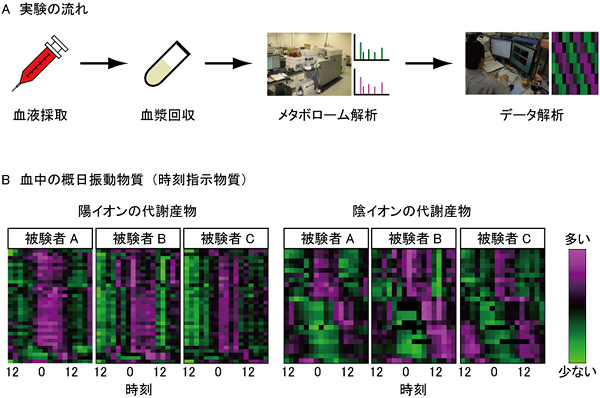 血中で概日振動する代謝物質の抽出の図