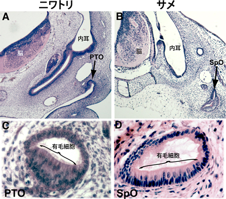 ニワトリ胚の傍鼓膜器官（PTO）とサメの呼吸孔器官（SpO）の類似性の図