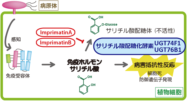 植物免疫プライミング型プラントアクティベーターImprimatinA, Bの作用の図