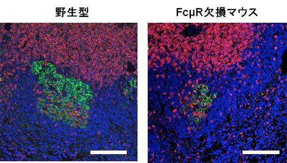 野生型とFcμR欠損マウスにおける胚中心形成の図