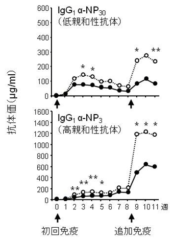 野生型とFcμR欠損マウスにおける抗原に対する抗体産生の図