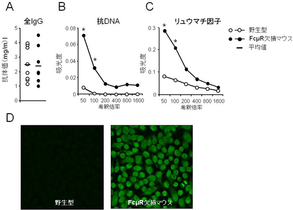 FcμR欠損マウスは自己抗体を産生するの図