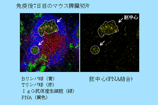 胚中心の形成の図