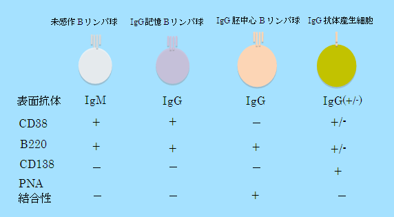 記憶Bリンパ球と他のBリンパ球集団との分別（マウスの場合）の図