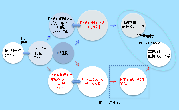 記憶Bリンパ球は異なった時期に別の経路で産生される。の図