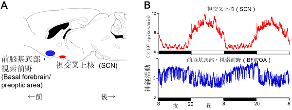 ラットのSCNとBF/POAの位置と神経活動の様子の図
