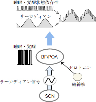 SCNとBF/POAによる睡眠のサーカディアンリズムの図