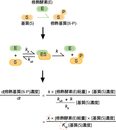 ミカエリス-メンテン式とその反応機構の模式図の画像