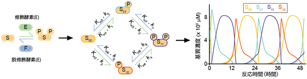 基質の2カ所が修飾を受ける場合に生じる周期的な基質修飾状態の変化