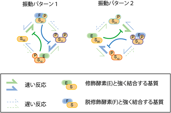 修飾状態の振動を作る親和性と反応速度の特徴の図