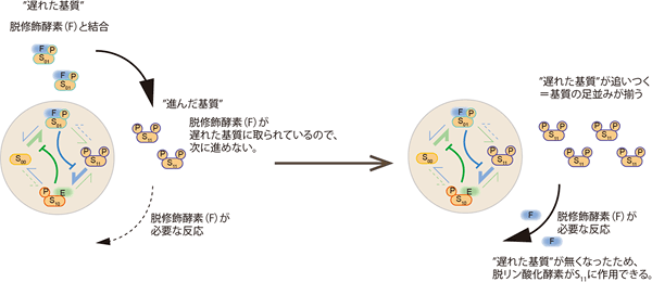 基質集団の修飾状態の同調の模式図の画像