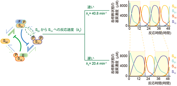 酵素と強く結合する基質を消費する反応ステップが振動の周期決定に重要の図