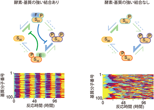 酵素-基質の高い親和性を無くすと、基質集団の修飾状態が分散するの図