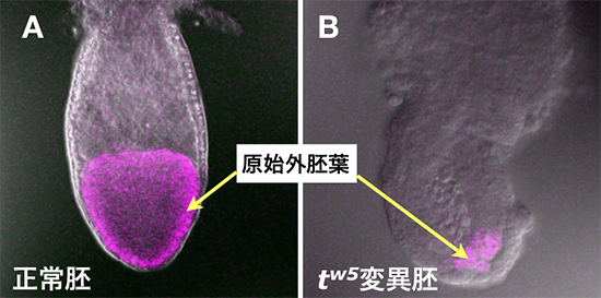 tw5変異胚で見られる原始外胚葉の発達異常の図