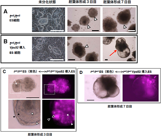 ES細胞の分化・増殖を促進するVps52の図