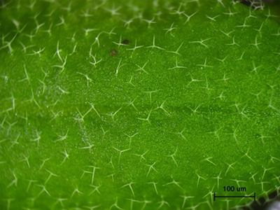 シロイヌナズナの葉の表面にあるトライコームと呼ばれる毛細胞の図