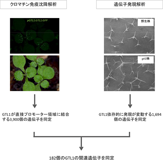 GTL1の関連遺伝子を探索するための全ゲノム解析実験手法の図