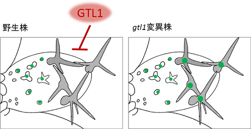 GTL1は細胞成長の終了時期に発現し、CCS52A1の発現を抑制する。の図