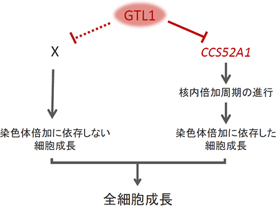 GTL1が細胞成長を抑制する仕組みの図