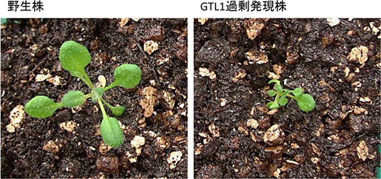 GTL1を過剰に発現させると植物体は矮小化する。の図