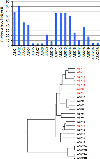 本研究で用いたF-ボックスタンパク質とASKタンパク質の図